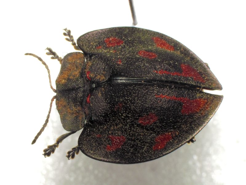 Cyrtonota inspicata (Spaeth, 1913)